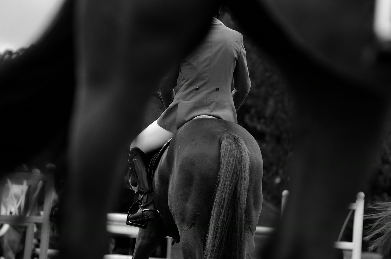 Horse Shows